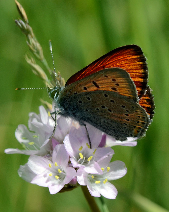 Lycaena italica m